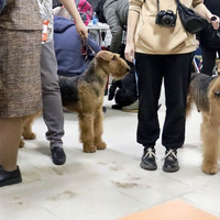 Выставка собак РКФ