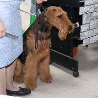 Выставка собак РКФ