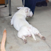 Выставка собак РКФ