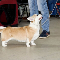 Выставка собак РКФ