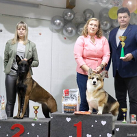 Выставка собак РКФ