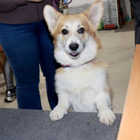 Выставка собак РКФ