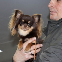 Выставка собак РКФ