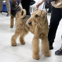 Выставка собак РКФ