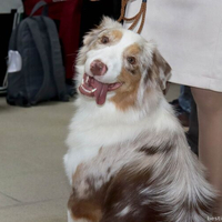 Выставка собак РКФ