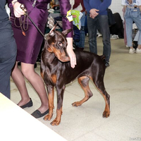 Выставка собак РКФ