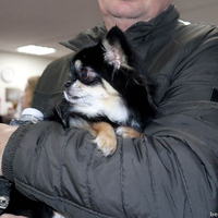 Выставка собак РКФ