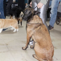 Выставка собак РКФ