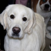 Выставка собак РКФ