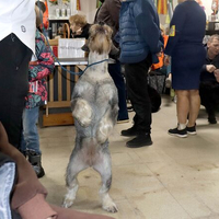 Выставка собак РКФ