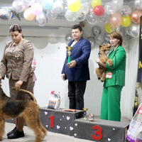 Выставка собак РКФ