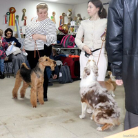 Выставка собак РКФ