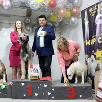 Выставка собак РКФ