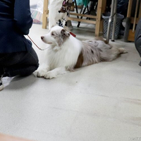 Выставка собак РКФ