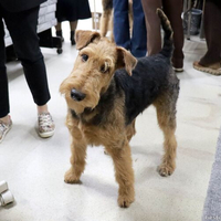 Выставка собак РКФ