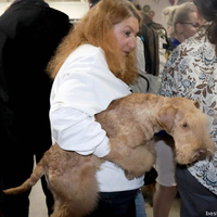 Выставка собак РКФ