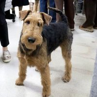 Выставка собак РКФ