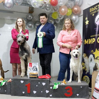 Выставка собак РКФ