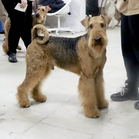 Выставка собак РКФ