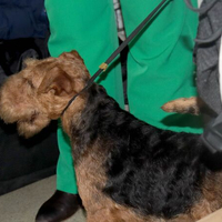 Выставка собак РКФ