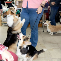 Выставка собак РКФ