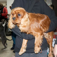 Выставка собак РКФ