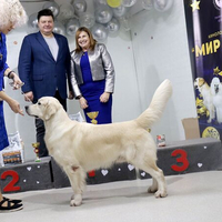 Выставка собак РКФ