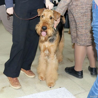 Выставка собак РКФ