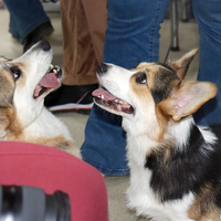 Выставка собак РКФ