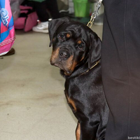 Выставка собак РКФ