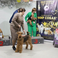 Выставка собак РКФ