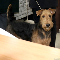 Выставка собак РКФ