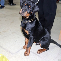 Выставка собак РКФ