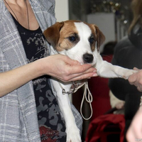 Выставка собак РКФ