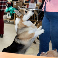 Выставка собак РКФ