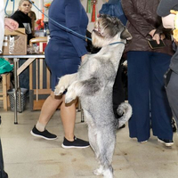 Выставка собак РКФ