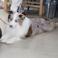 Выставка собак РКФ