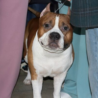 Выставка собак РКФ