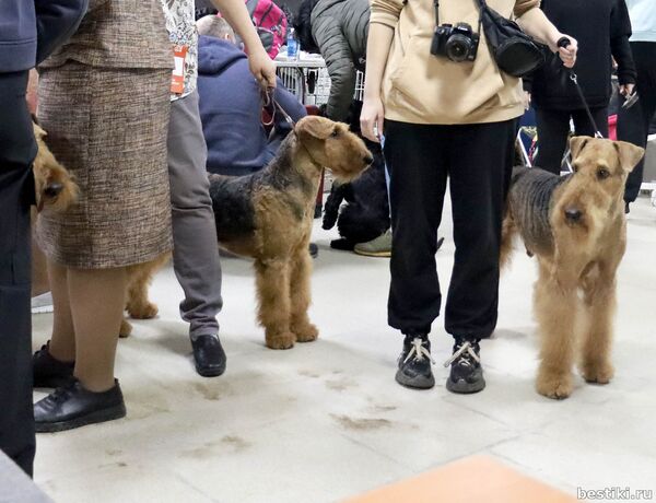 Выставка собак РКФ