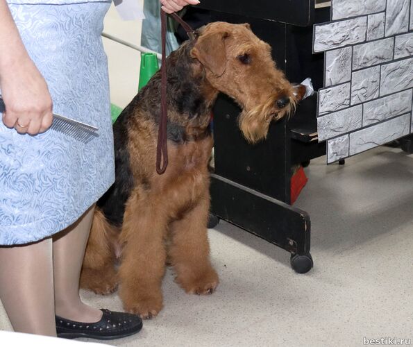 Выставка собак РКФ