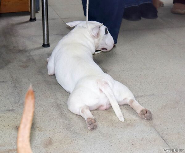 Выставка собак РКФ
