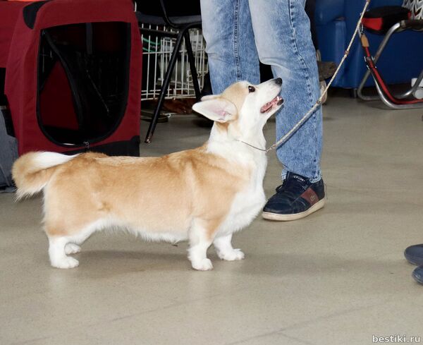 Выставка собак РКФ