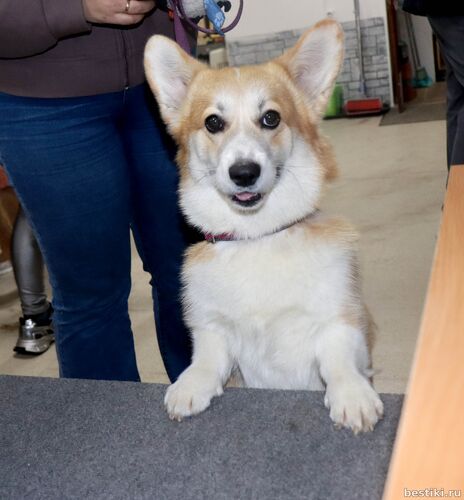 Выставка собак РКФ