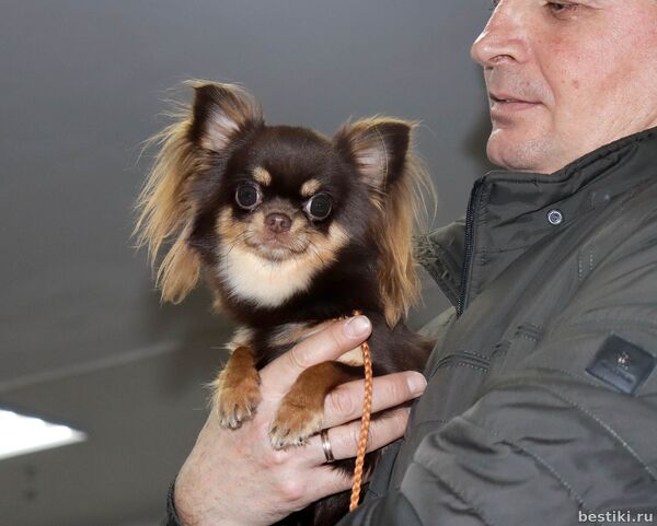 Выставка собак РКФ