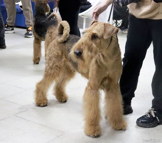 Выставка собак РКФ