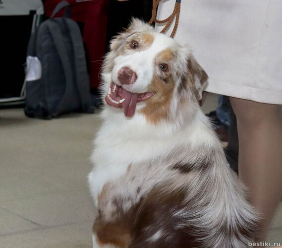 Выставка собак РКФ