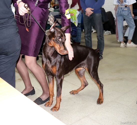 Выставка собак РКФ