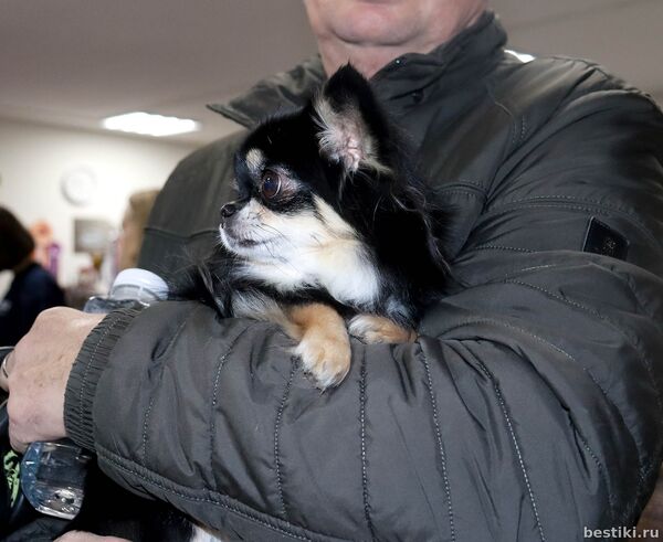 Выставка собак РКФ