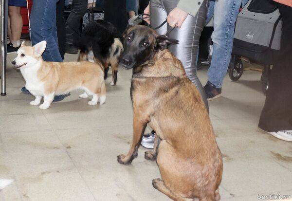 Выставка собак РКФ