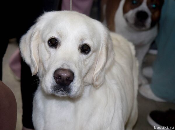 Выставка собак РКФ